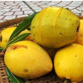 [Nhu_Mai_Garden]Cây trứng gà ( Lêkima) chất lượng cao