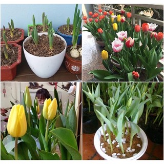 Củ hoa tulip (tuylip) được chọn màu( ra hoa sau 20-25 ngày)