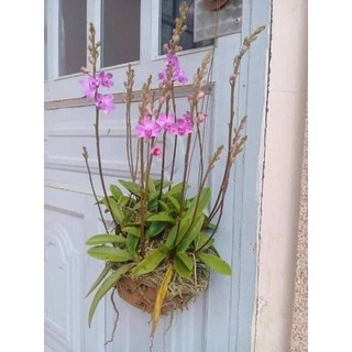 Hoa lan tiểu hồ điệp rừng, hàng to đẹp