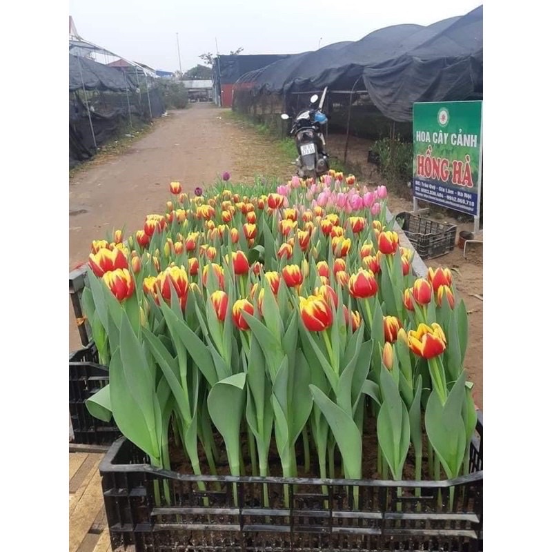 Củ hoa tuylip HOA TẾT tặng 1 củ hoa tiên ông