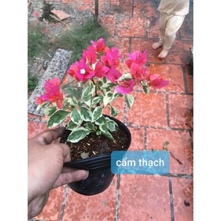 Cây bông giấy cẩm thạch đang nụ đang hoa đủ màu- cao 30-40cm- chuẩn giống hình thật tặng kèm phân bón