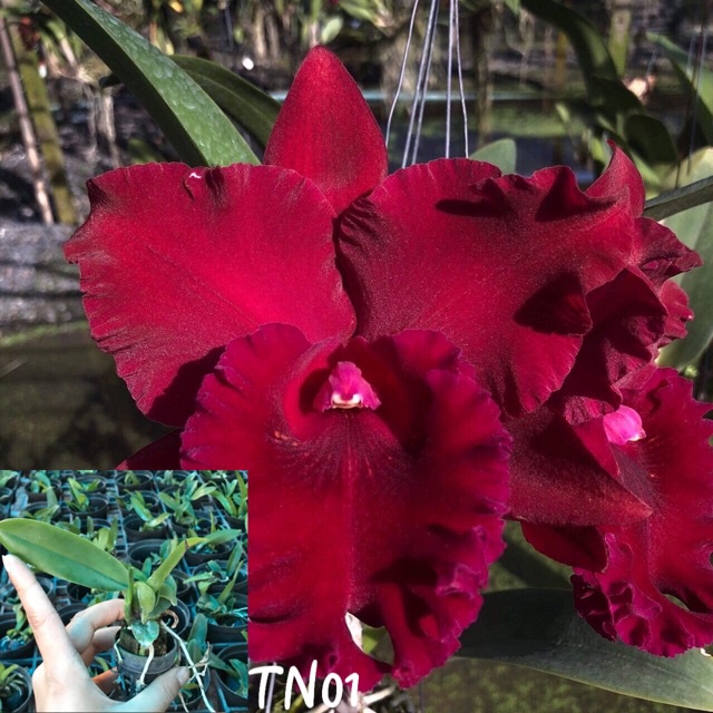 Lan Cattleya Giống 1 Lá Đủ Màu Hoa To - Thơm Chuẩn Vườn