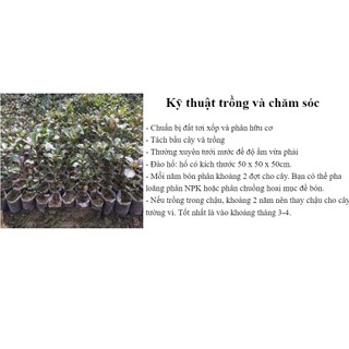 [Nhu_Mai_Garden]Cây bàng Đài Loan
