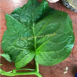 Hạt giống mồng tơi khổng lồ ⚡ HÀNG CHUẨN ⚡ Hạt giống mồng tơi khổng lồ gói 5gr (200-300 hạt) tỉ lệ nảy mầm 99%