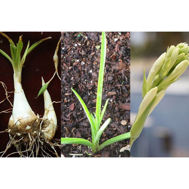 Củ hoa Huệ ta trắng đơn - kép cánh thơm ngát