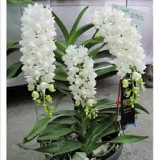 1 bó lan bạch nhạn hàng rừng Lào cây khỏe mặt hoa đẹp - 5 cây