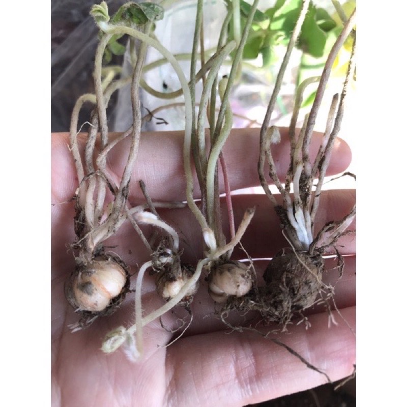 Cỏ ba láHOA TẾT kèm phân