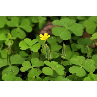 [Nhu_Mai_Garden]Cây Chua Me Đất (cây me chua đất)