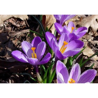 Củ giống hoa muscari xanh