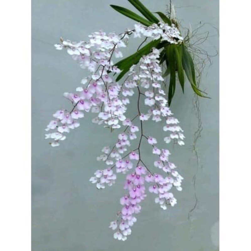 🍀HÀNG ĐẸP🍀Hoa Lan Vũ Nữ