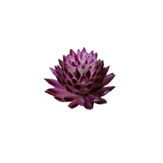 Cây Mọng Nước Trang Trí Sáng Tạo