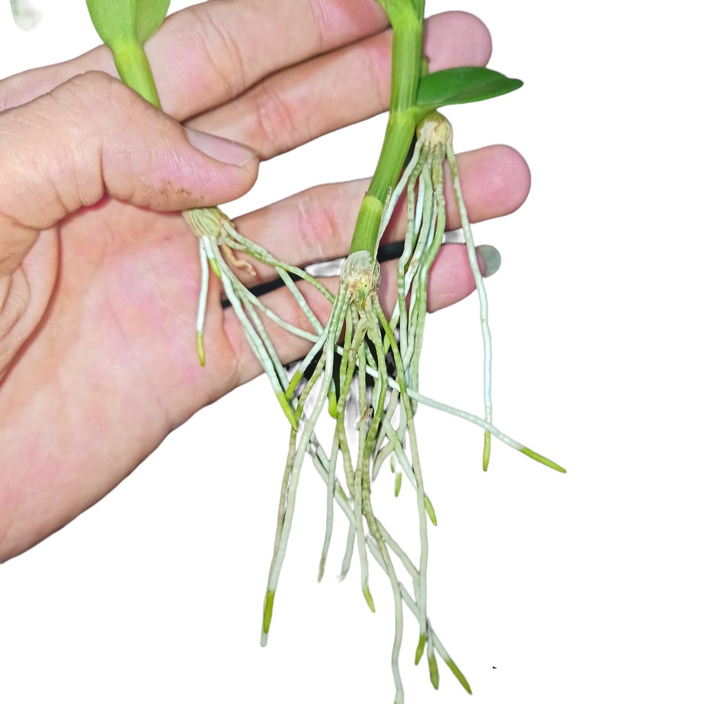 Lan đột biến 5 Cánh Trắng Phú Thọ - Kie ngắt trên thân mẹ 8-10cm Chuẩn hoa như hình