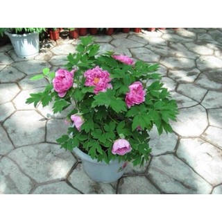 Củ mẫu đơn Trung Quốc hoa đại đoá