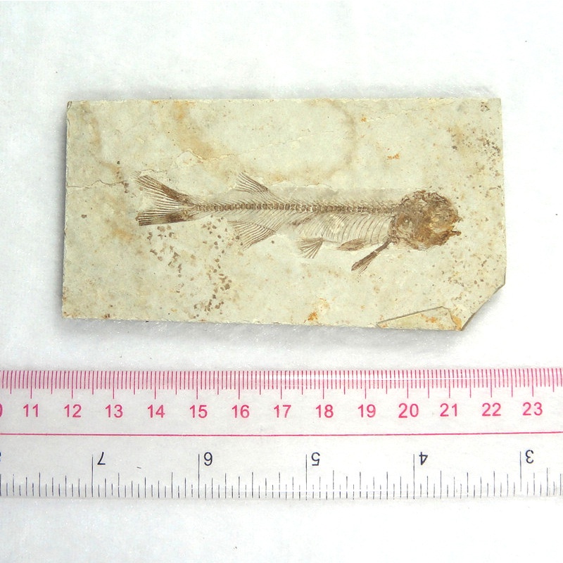 Hóa Thạch Hình Vây Sói Sinh Học Cổ Đại Trang Trí