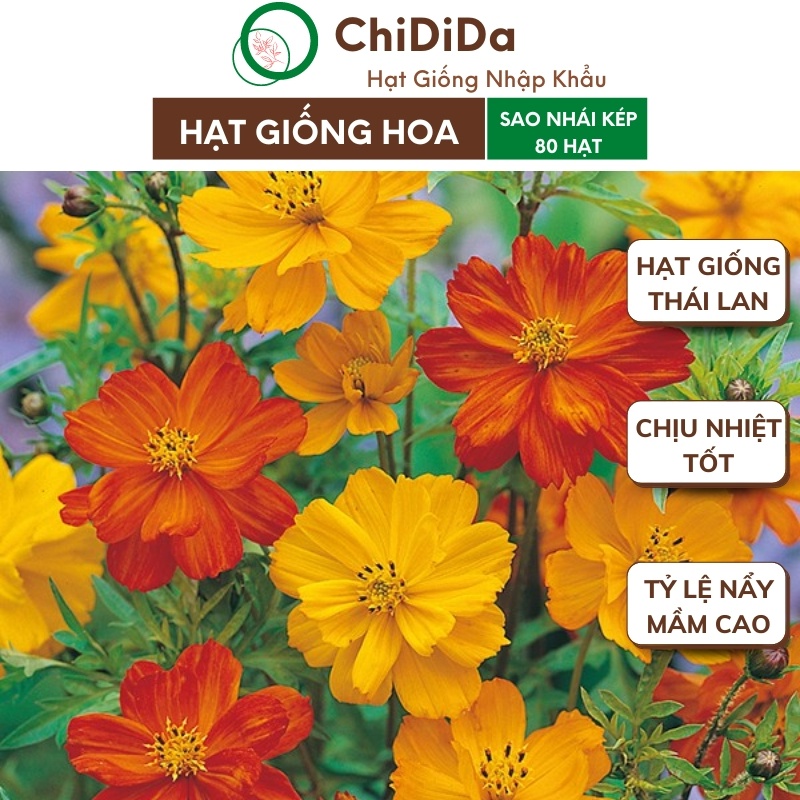 Hạt giống hoa sao nhái kép Chidida hoa cánh bướm mix màu giống Thái Lan gói 80 hạt