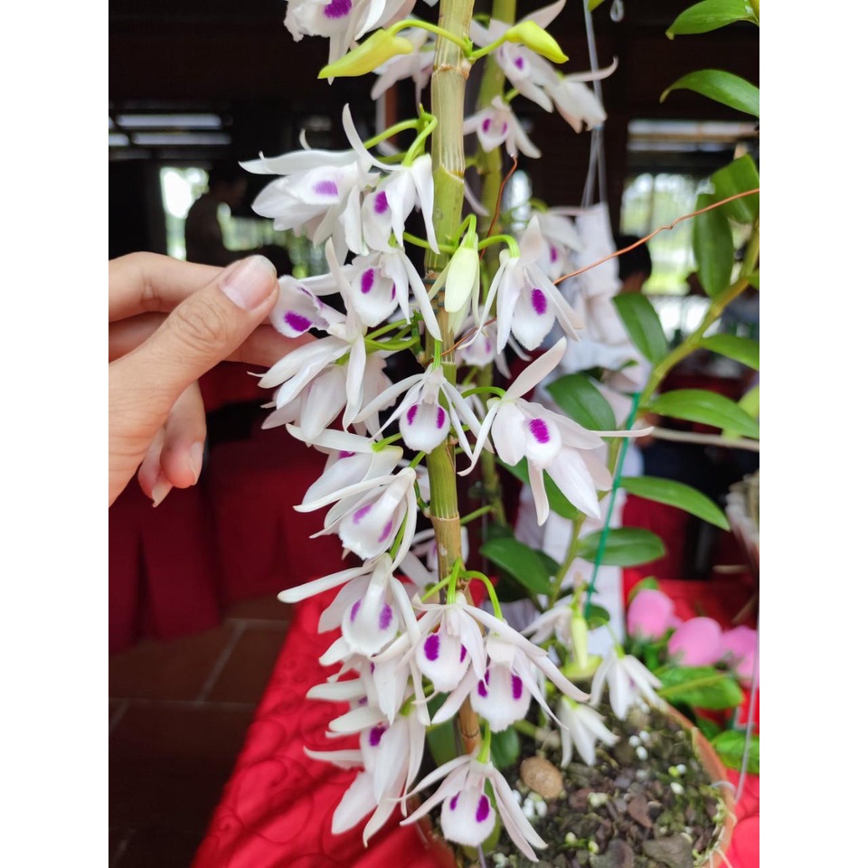 Lan đột biến 5 Cánh Trắng Phú Thọ - Kie ngắt trên thân mẹ 8-10cm Chuẩn hoa như hình