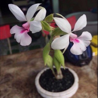 Củ hoa lan bầu rượu rừng củ to đã có mầm