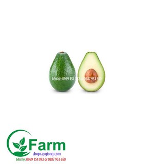 Cây bơ sáp tặng thêm cây mặc định