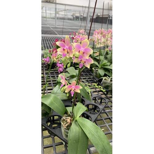 Hoa lan hồ điệp thơm