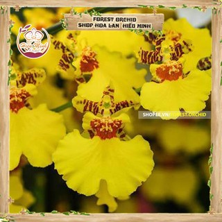Hoa lan đột biến vũ nữ , phong lan rừng tây bắc, lào, cây giống giá rẻ, phi điệp 5 cánh trắng tím