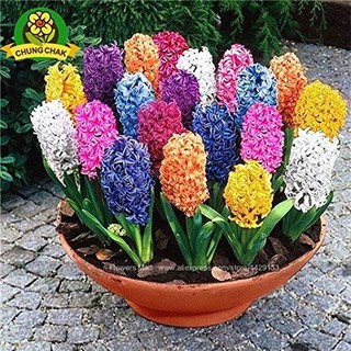 Củ giống hoa tiên ông nhiều màu: đỏ, vàng,cam, xanh đậm, nhạt, trắng, hồng, tím đậm, nhạt