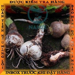 CỦ HOA HUỆ TÂY CÁNH KÉP (MUA 5 TẶNG 2, MUA 10 TẶNG 6)