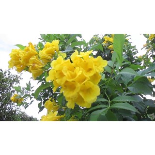 Cây Giống Hoa Huỳnh Liên