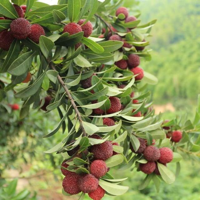 Cây thanh mai giống (cây dâu rừng)