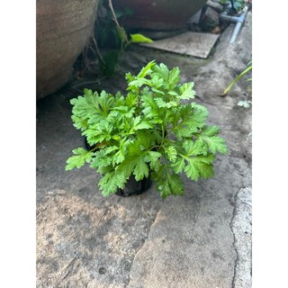 Chậu cây ngải cứu