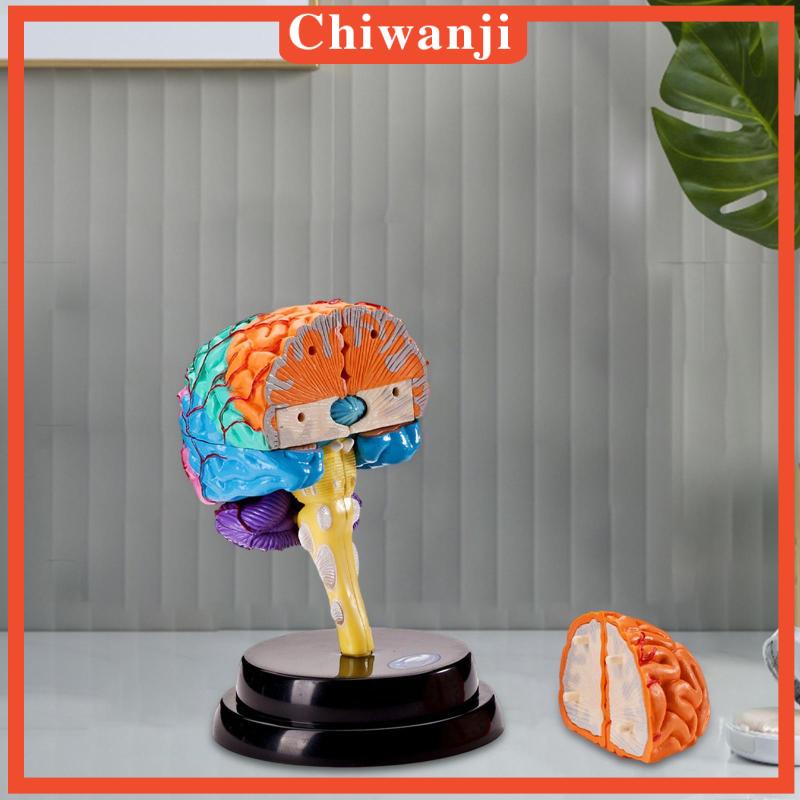 Mô Hình Bộ Não Người Trưng Bày Khoa Học Cho Học Sinh