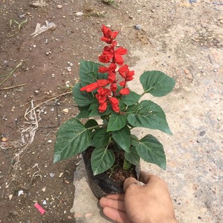 Cây hoa xác pháo đỏ trồng sẵn đã có nụ và hoa