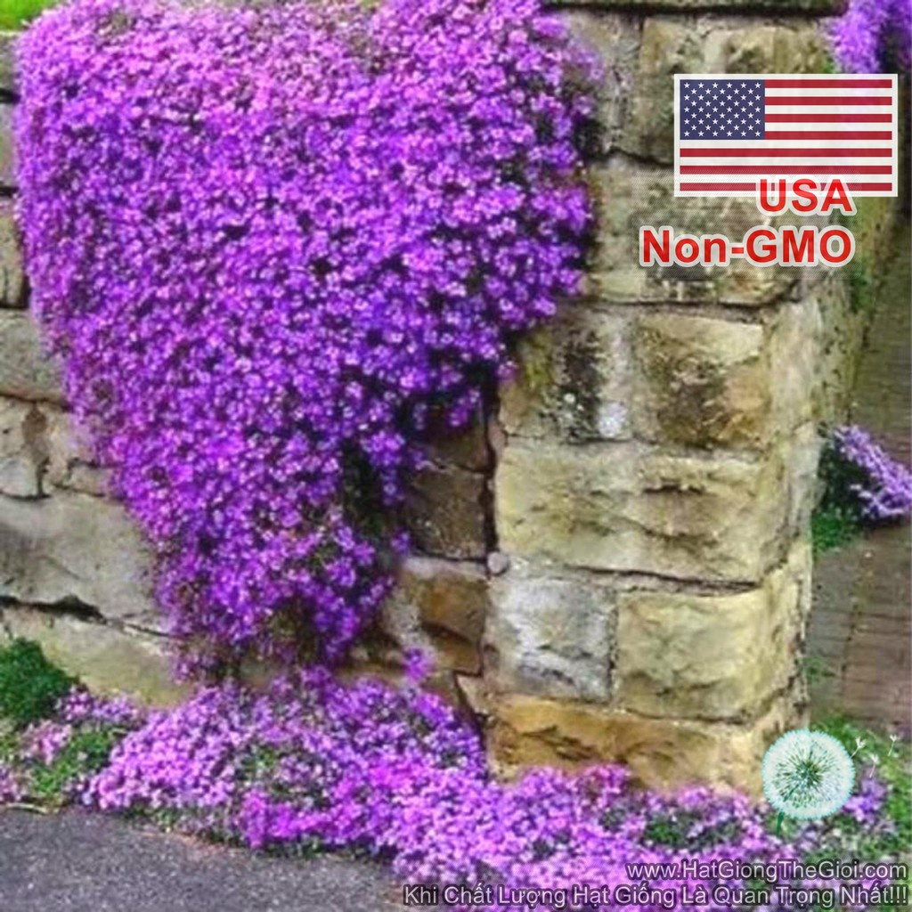 50h Hạt Giống Hoa Leo Đá Lâu Năm Chịu Hạn Aubrieta