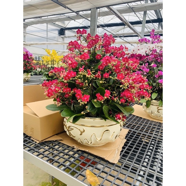 Hoa lan hồ điệp thơm