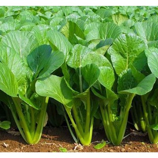 Hạt giống rau cải ngọt 10 gram khoảng 2000 hạt