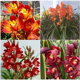 COMBO 3 củ giống địa lan santo hoa màu Đỏ