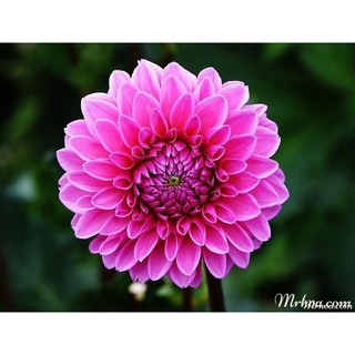 Củ hoa thược dược cánh kép nhiều màu.