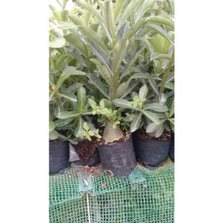 Cây giống sứ thái - [THẾ GIỚI HOA CÂY CẢNH] - (Ảnh thật số 2).