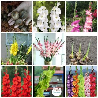 Củ Hoa Lay ơn size to nhập chuẩn, bông to, cành hoa dài, màu rực rỡ - Củ hoa Dơn Hà lan nhiều màu