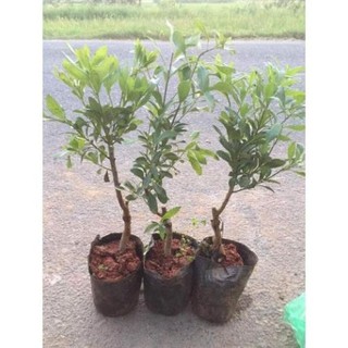 Cây thanh mai giống (cây dâu rừng)