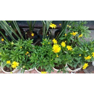 Cúc thân gỗ thân(cây giống)