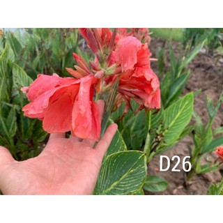 Củ cây chuối hoa màu hồng ( dong giềng cảnh)