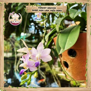 Hoa lan đột biến tiểu hồ điệp rừng, mini, phong lan rừng tây bắc, lào, cây giống giá rẻ, địa, hồ điệp đẹp
