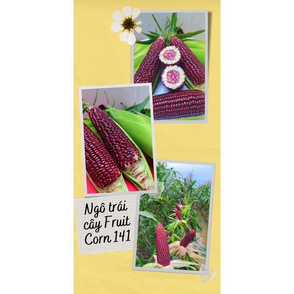 Hạt giống ngô trái cây Fruit Corn 141 gói 20g-Ăn tươi, không cần luộc, giòn, ngọt, chống oxy hoá...MUA VANG BOI THU ADI