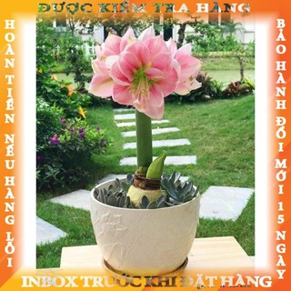 Củ hoa huệ tây cánh kép