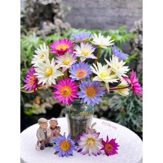Củ hoa súng Thái nhiều màu