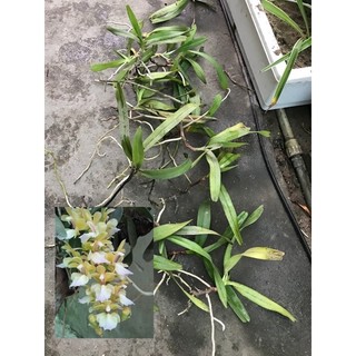 1 ngọn hoa lan tam bảo sắc rừng ninh thuận