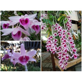 1 kie cây hoa Lan phi điệp rừng