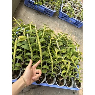 Hoa lan phi điệp đột biến hàng giống kie tách từ cây mẹ