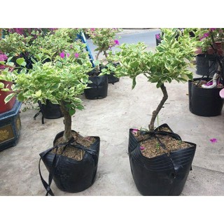 Cây bông giấy cẩm  thạch TPV