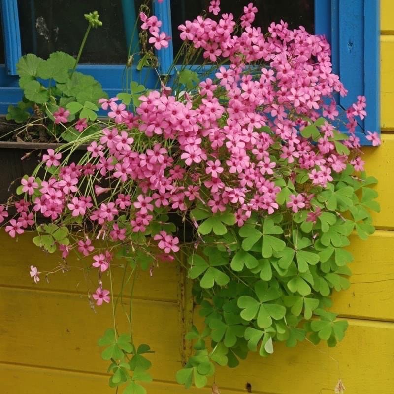 Cỏ ba láHOA TẾT kèm phân